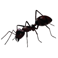 ant